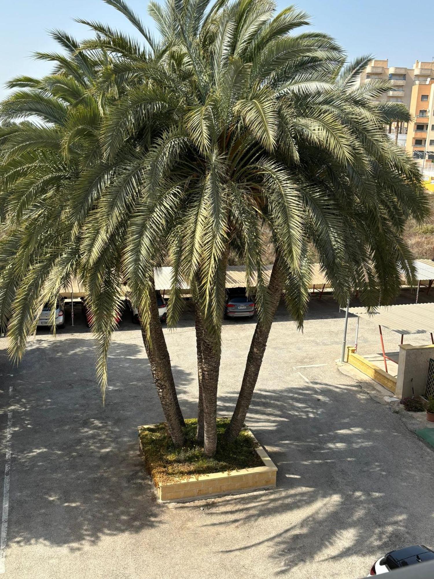 Apartamentos Congo El Campello Buitenkant foto